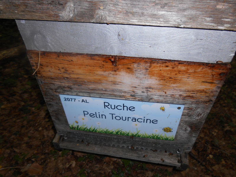 La ruche Pelin Touracine